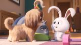 Pets 2