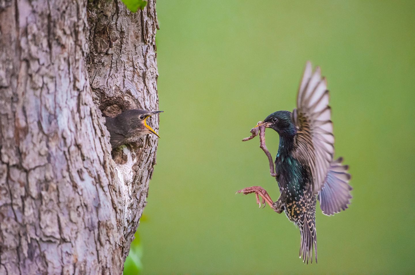 GEO Leserfoto: Die besten Leserfotos: Juni 2019 - Bild 5 Stare