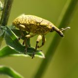 Großer Distelrüssler