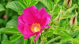 Wildrose