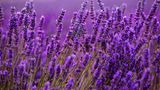 Lavendel