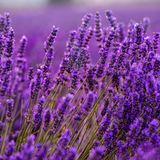 Lavendel