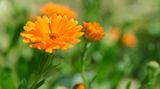 Ringelblume