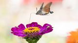 Taubenschwänzchen an Zinnienblüte