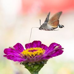 Taubenschwänzchen an Zinnienblüte