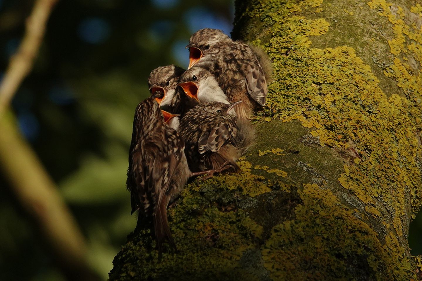 GEO Leserfoto: Die besten Leserfotos: Juni 2019 - Bild 3 Gartenbaumläufer, Jungvögel