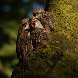 Gartenbaumläufer, Jungvögel