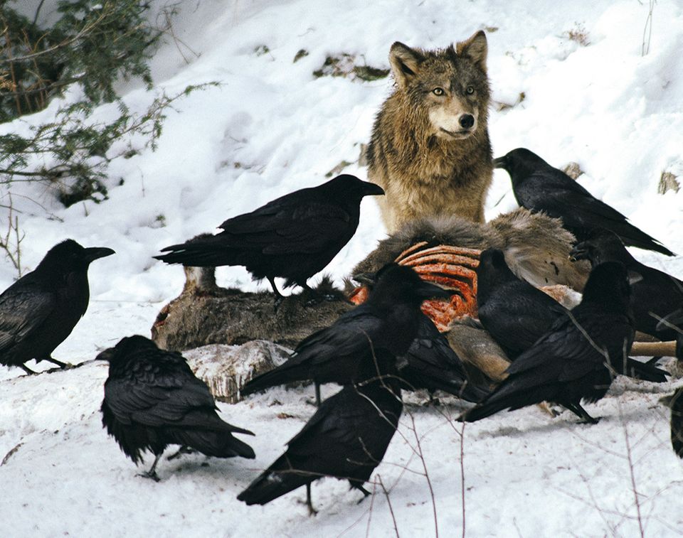 Wolf und Kolkrabe