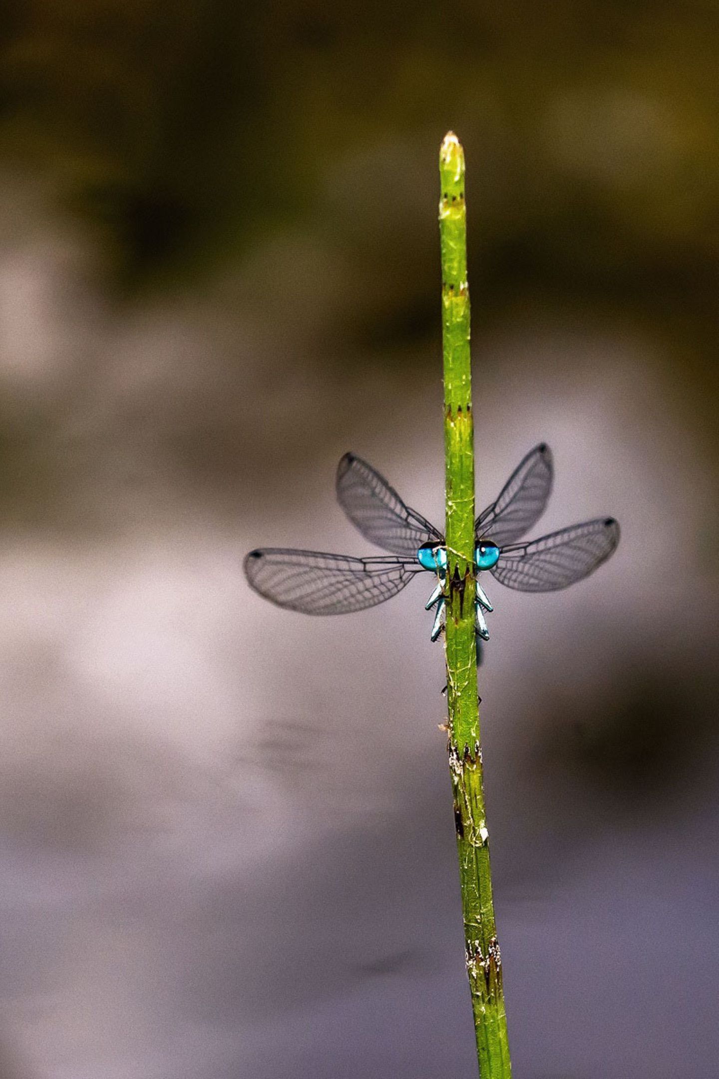 Libelle