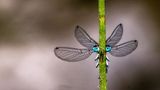 Libelle