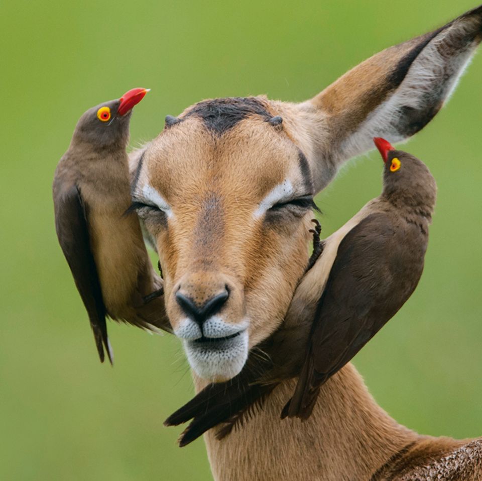 Antilope