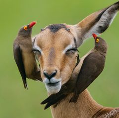 Antilope
