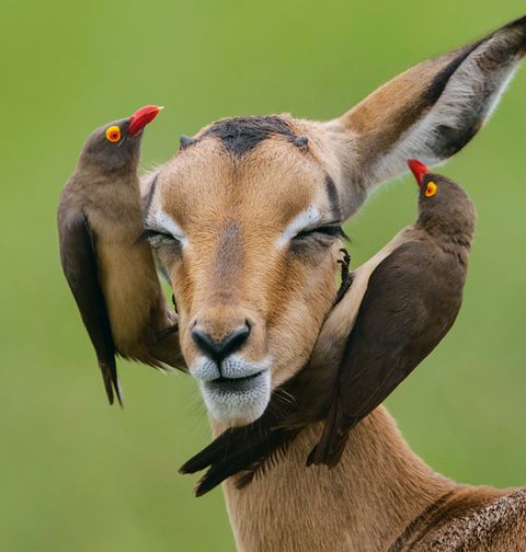 Symbiose: Warum sich Tierarten zusammentun - [GEOLINO]