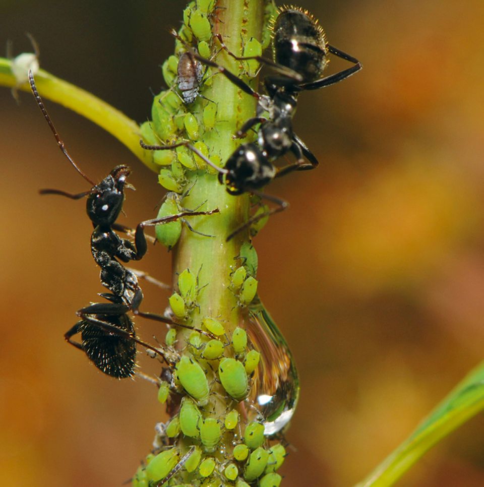 Ameise und Blattlaus