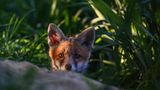 Fuchs