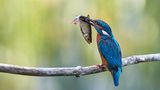 Eisvogel