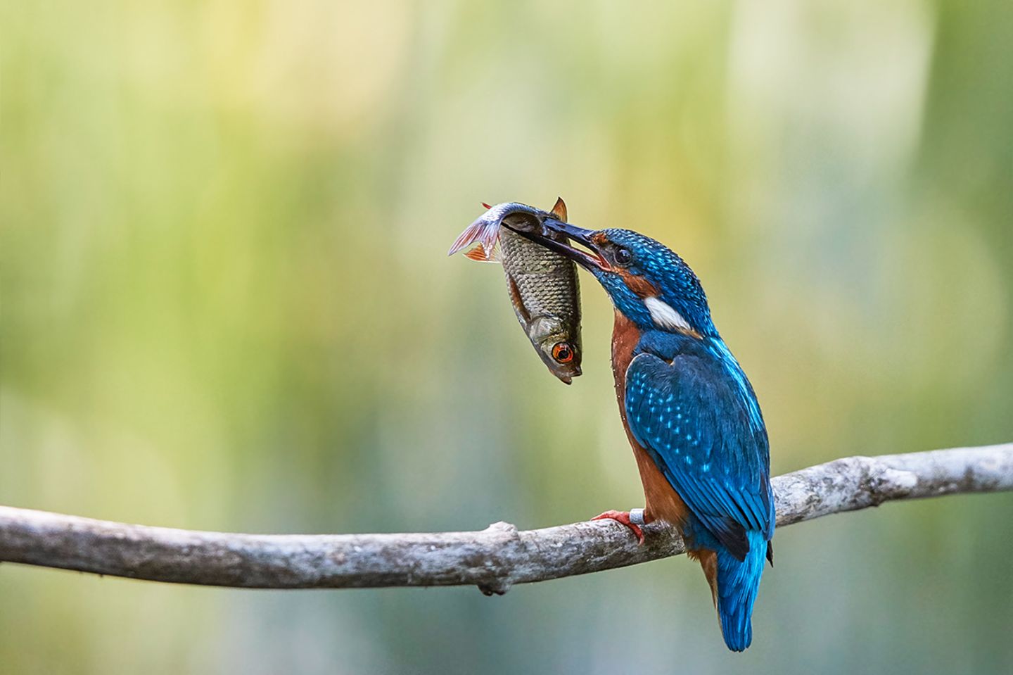 Eisvogel Eisvogel