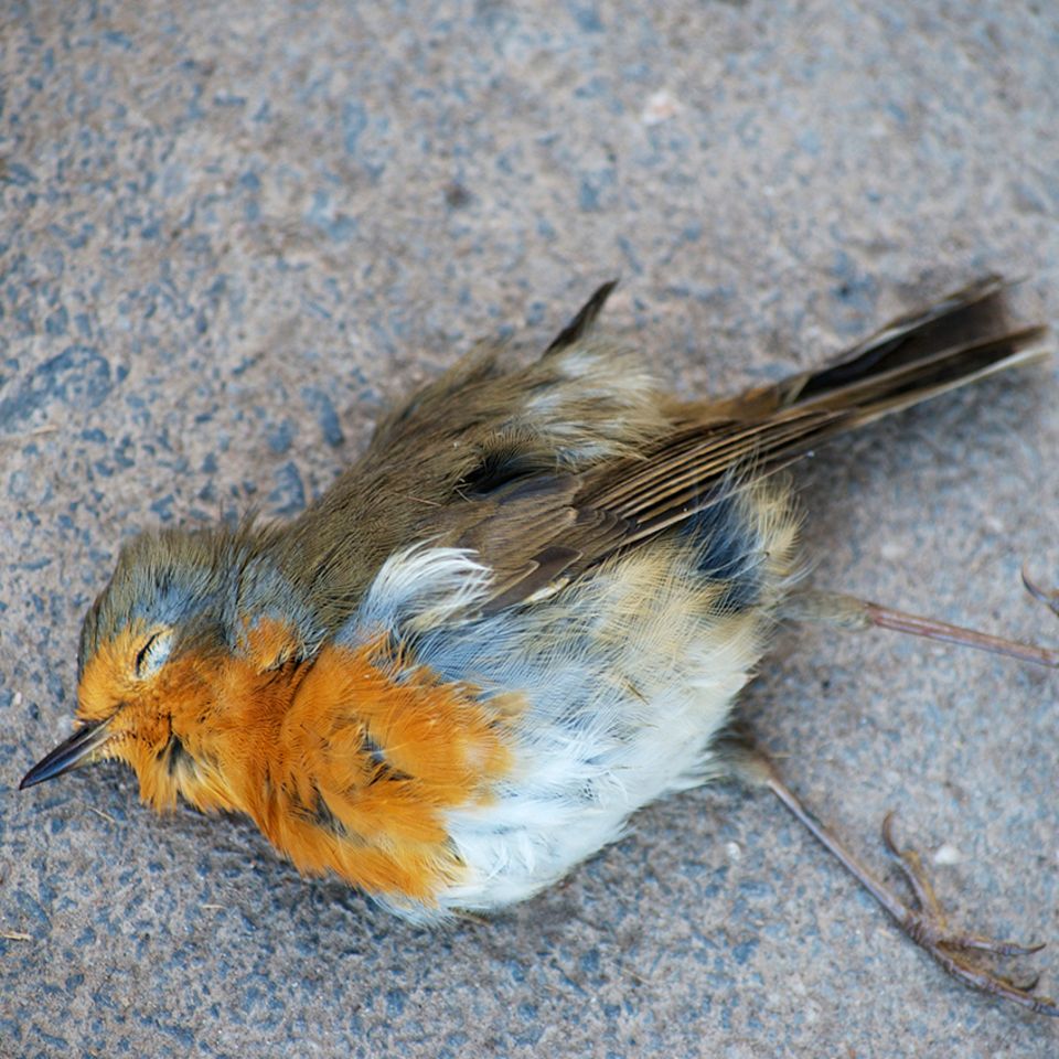 Rotkehlchen