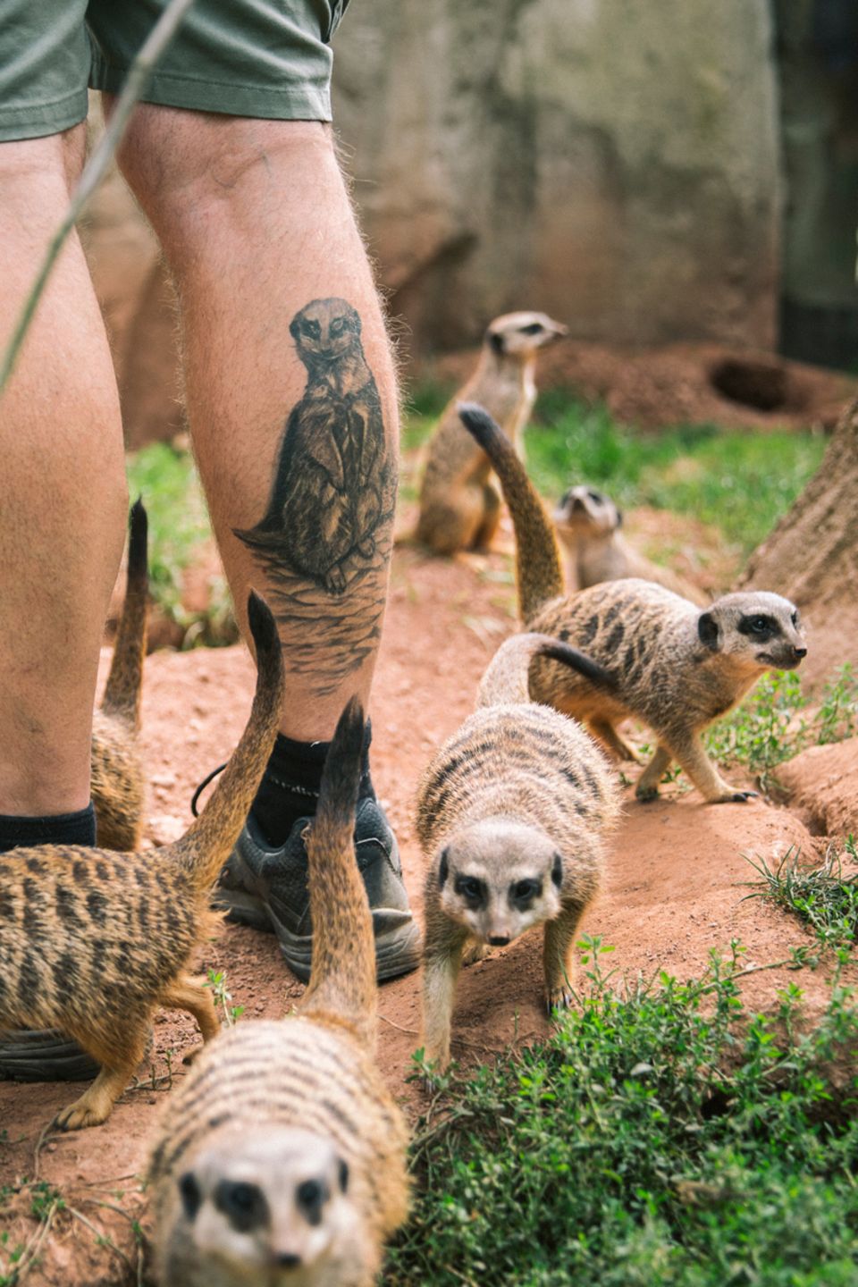 Zoo Zoo