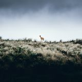 Reh schaut auf das Meer