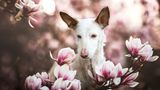 Dog Photographer of the Year