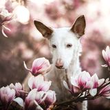 Dog Photographer of the Year