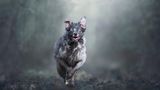 Dog Photographer of the Year