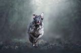 Dog Photographer of the Year