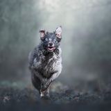 Dog Photographer of the Year