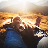 Dog Photographer of the Year