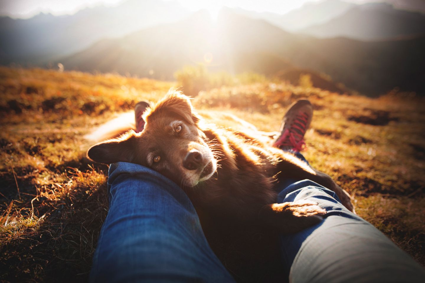 Finn Dog Photographer of the Year