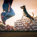 Dog Photographer of the Year