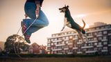 Dog Photographer of the Year
