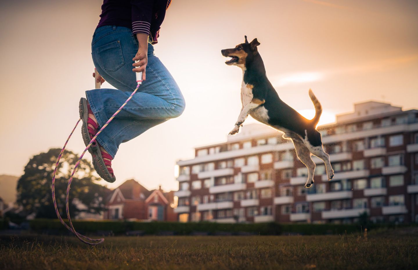 Rebel Dog Photographer of the Year