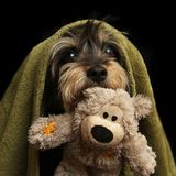 Dog Photographer of the Year