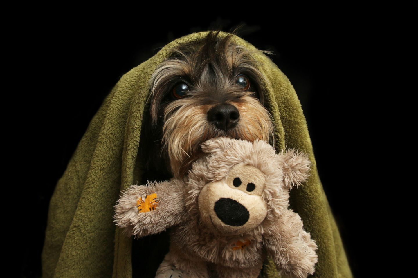 Koby Dog Photographer of the Year