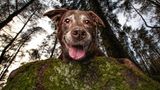 Dog Photographer of the Year