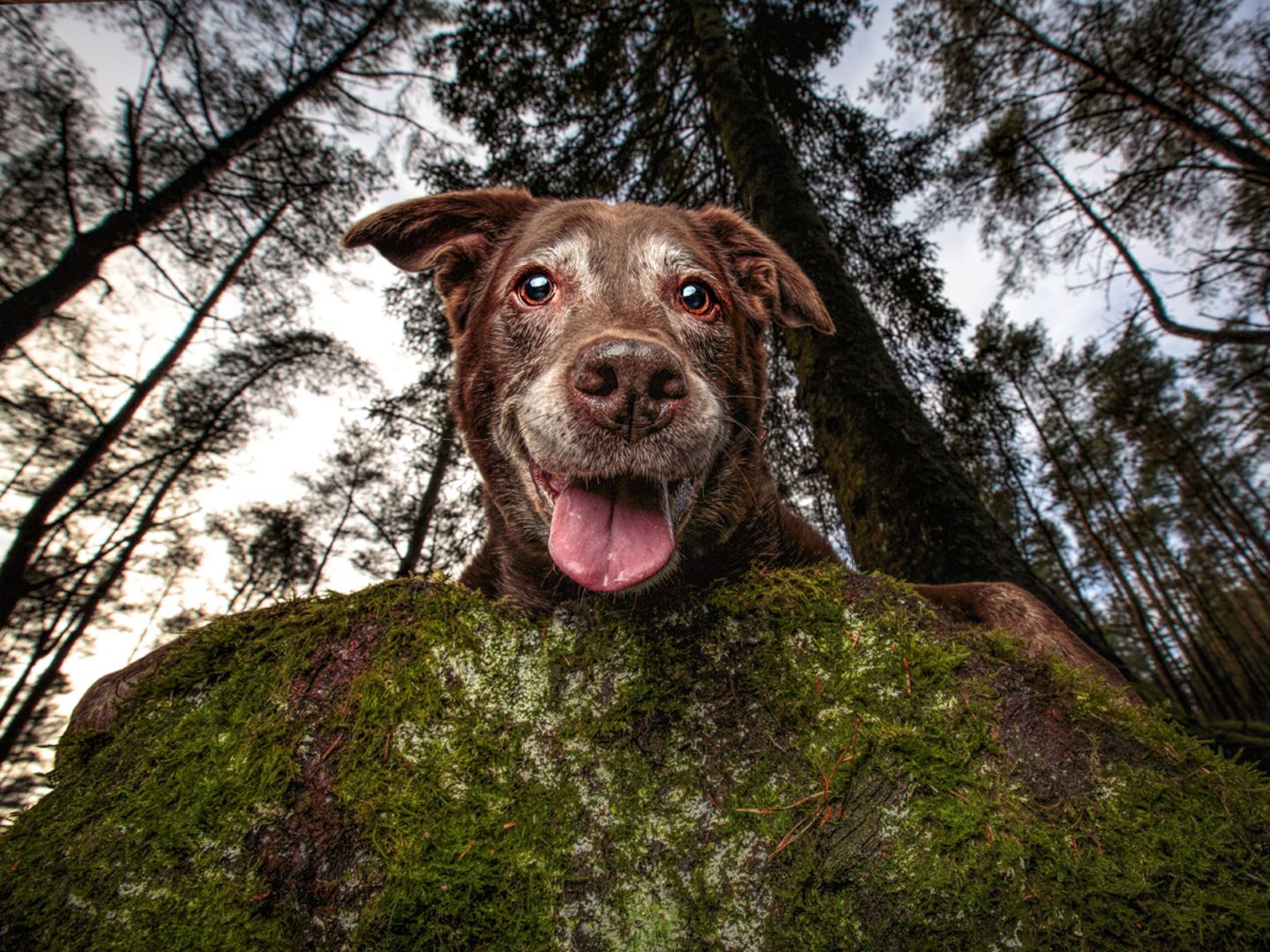 Bailee Dog Photographer of the Year