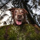Dog Photographer of the Year