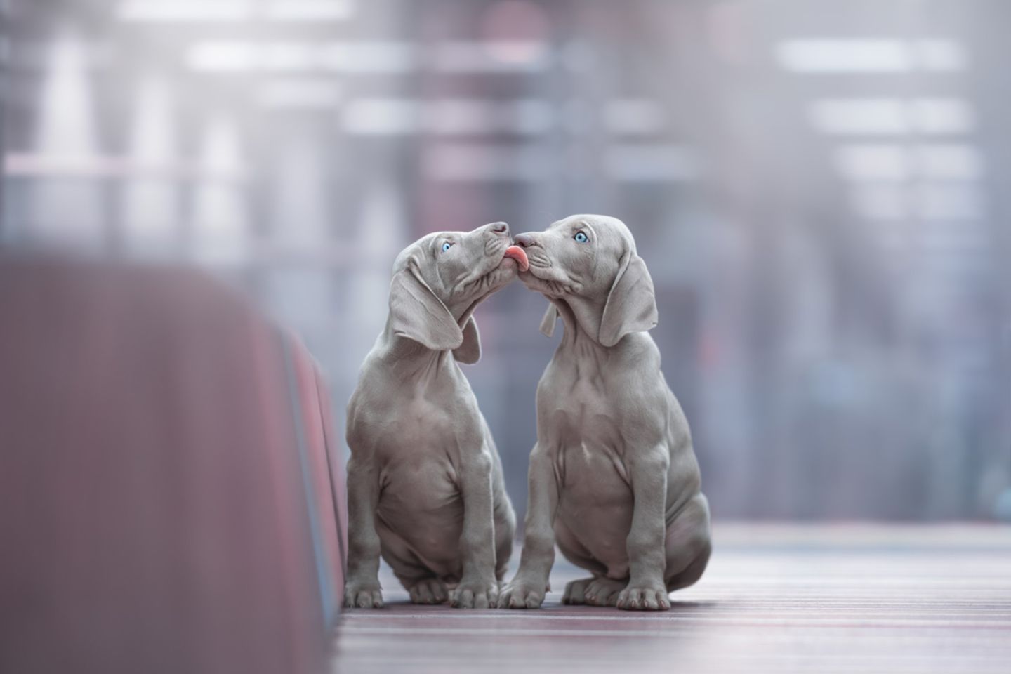 Macy und Vino Dog Photographer of the Year