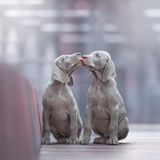 Dog Photographer of the Year