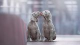 Dog Photographer of the Year