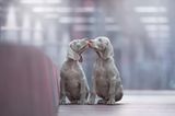 Dog Photographer of the Year