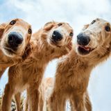 Dog Photographer of the Year