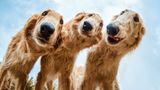 Dog Photographer of the Year