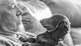 Dog Photographer of the Year