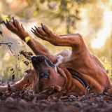 Dog Photographer of the Year