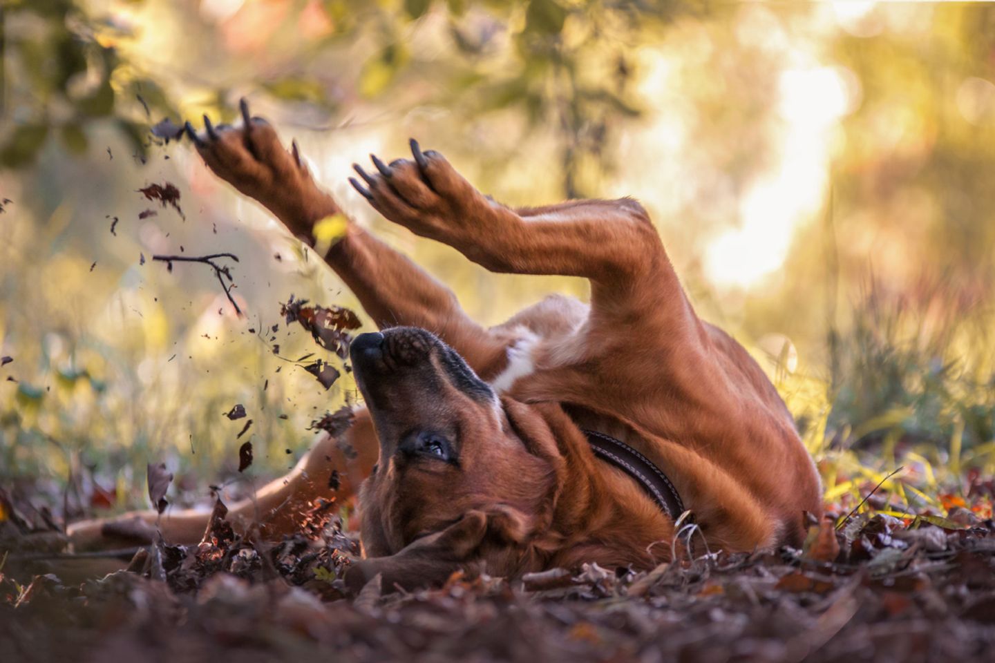 Bobby Dog Photographer of the Year