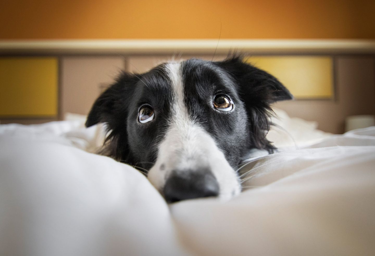 Lia Dog Photographer of the Year
