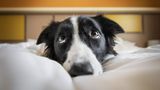 Dog Photographer of the Year